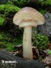 amanita rojiza