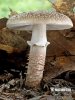 amanita rojiza