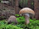 Amanita rubescens