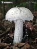 Amanita strobiliformis