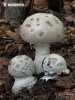 Amanita strobiliformis