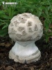 Amanita strobiliformis