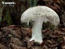 Amanita strobiliformis