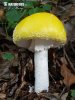 American Fly Agaric (yellow variant)