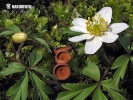 anemone-knoldskive
