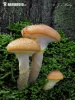 Armillaria gallica