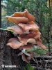 Armillaria ostoyae