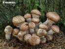 Armillaria ostoyae