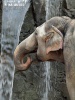 Asian Elephant