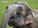 Asian Elephant