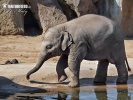 Asiatisk elefant