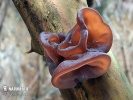 Auricularia auricula-judae