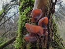 Auricularia auricula-judae