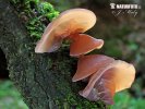 Auricularia auricula-judae