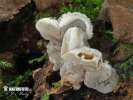 Auricularia mesenterica