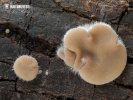 Auricularia mesenterica