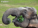 Azia elefanto