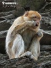 Barbary Macaque