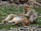 Barbary Macaque