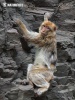 Barbary Macaque