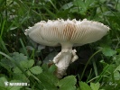 Barefoot Amanita