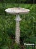 Barefoot Amanita