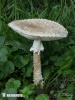 Barefoot Amanita