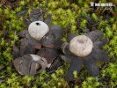 Barometer Earthstar