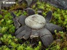 Barometer Earthstar