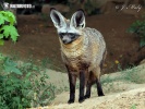 Bat-eared Fox