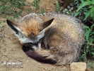 Bat-eared Fox