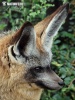 Bat-eared Fox