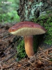 Bay Bolete