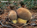 Bay Bolete