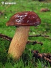 Bay Bolete