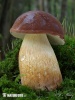 Bay Bolete