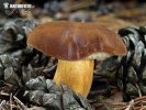 Bay Bolete