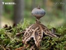 Beaked Earthstar