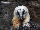 Bearded Vulture