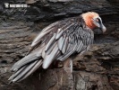 Bearded Vulture