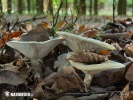 Beech Milkcap