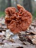 Beefsteak False Morel