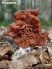 Beefsteak False Morel