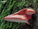 Beefsteak Fungus