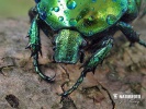 Big Rose-Chafer