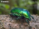 Big Rose-Chafer