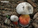 Bitter Beech Bolete