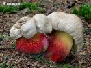 Bitter Beech Bolete