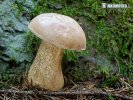 Bitter Bolete