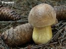 Bitter Bolete